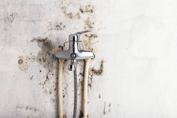 Best Mold Testing  in Pierce City, MO
