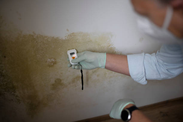 Best Toxic Mold Removal  in Pierce City, MO