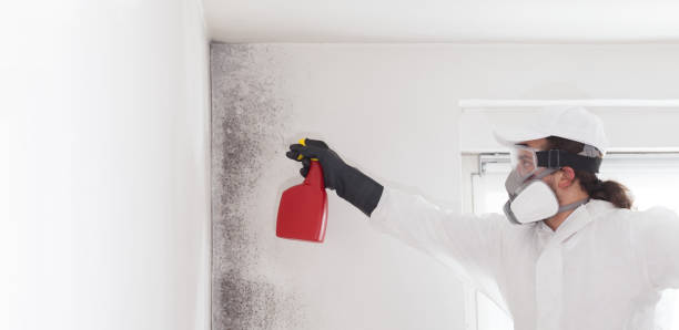 Best Professional Mold Removal  in Pierce City, MO