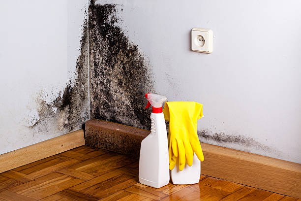 Best Attic Mold Removal  in Pierce City, MO